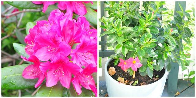 [rhodo%255B2%255D.jpg]