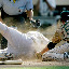 San Francisco Giants' Pablo Sandoval is safe at home while scoring on a wild pitch as San Diego Padres pitcher Dirk Hayhurst, right, is late with the tag during the 10th inning of their baseball game Sunday Sept. 14. 2008, in San Diego. (AP Photo/Lenny Ignelzi)
