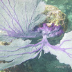  Snorkel Buck Island Reef 