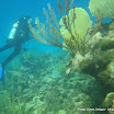 coralgardensdivesite2.jpg