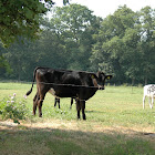 DSC_1844.JPG