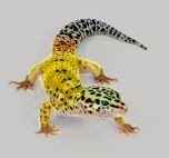 [yellow-leopard-gecko%255B3%255D.jpg]