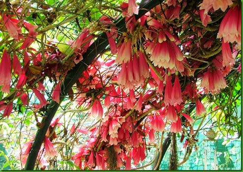 New Guinea Trumpet Vine