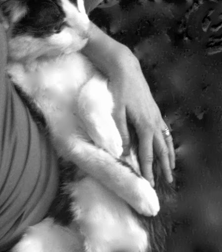 Over these past few months, Chauncy spent many hours curled up in my lap. I will miss my cuddle buddy... Over these past few months, Chauncy spent many hours curled up in my lap. I will miss my cuddle buddy...
