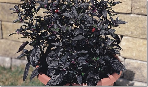 Ornamental Pepper Black Pearl