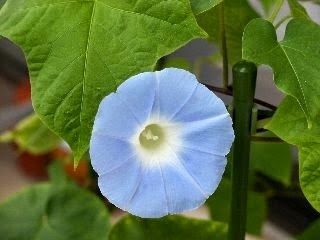 [Ipomoea-Nil-African-strain4.jpg]