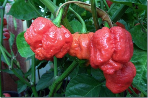 Trinidad Moruga Scorpion