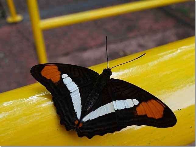 DSC03633 DSC03633