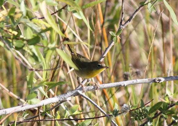 Spotting Image 1