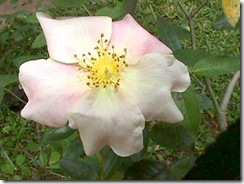 rosa-ca5 rosa-ca5