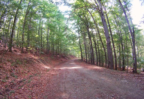 Luxusná lesná cesta (Jahodná - Opátka)