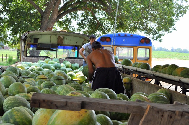 [watermelons%252011%25200705%2520%252854%2529%255B4%255D.jpg]