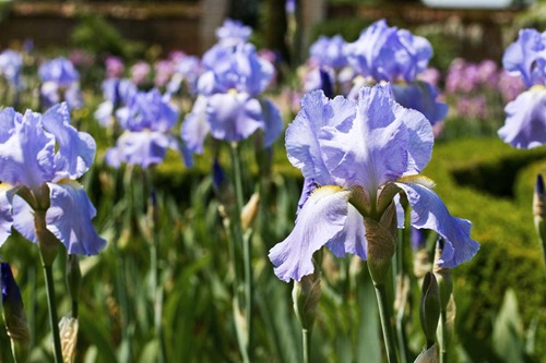 Irises-9