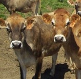 Dungeness Valley Cows