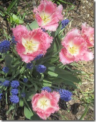 IMG_4531_thumb IMG_4531_thumb