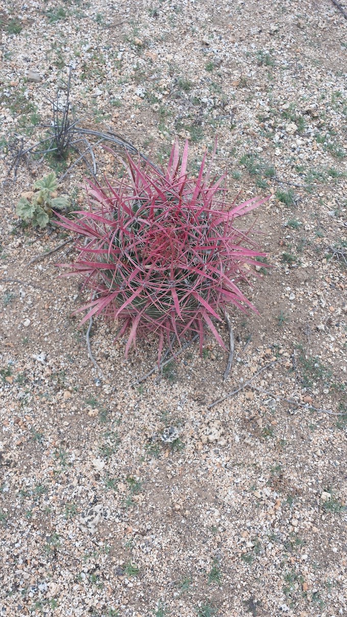 Red Barrel cactus 20131228_150137.jpg