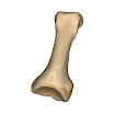 phalanx_foot_proximal_4th_right.jpg