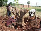 Workmen removing tree stumps while clearing the land
