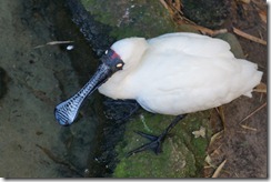 Taronga Zoo