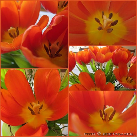 [tulipaner_02%255B8%255D.jpg]