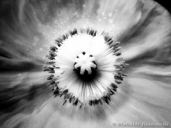 Fleur (12) Fleur (12)