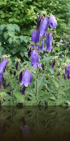 IMG_4747 IMG_4747