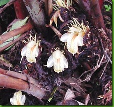 Amomum subulatum Amomum subulatum