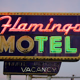 "Flamingo" - copyright David J. Thompson