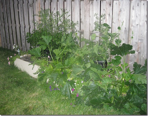 Garden July 24 (5)