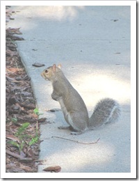 Florida vacation at condo squirrel back walkway