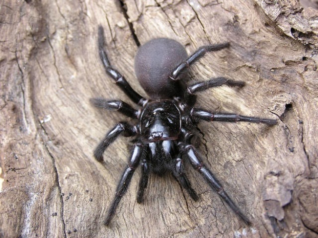 [australia-scary-spiders-002%255B2%255D.jpg]