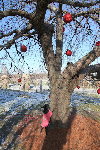 Sharkey!  Those varmints even wrapped the trunk and branches with strings of lights.