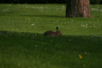 Another Rabbit