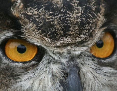 [great-horned-owl-lg-30023835%255B5%255D.jpg]