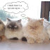 funny-animals-21.jpg