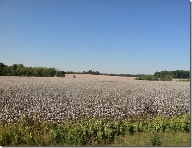 Cotton Field ready to harvest