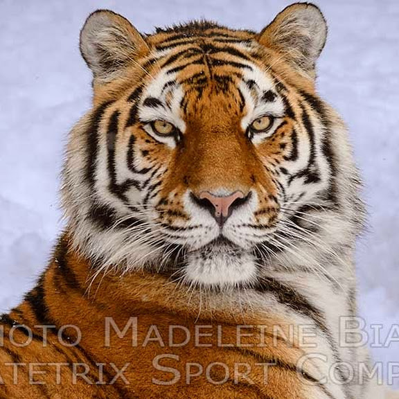SIBERIAN TIGERS IN WINTER TAIGA
