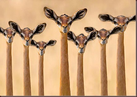 Amazing Animal Pictures Gerenuk (6)