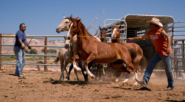 A recent roundup of stray horses west of Window Rock, Arizona, on the Navajo reservation. Mark Holm for The New York Times