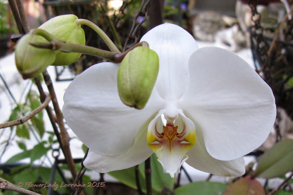 [02-03-nancis-orchid%255B4%255D.jpg]