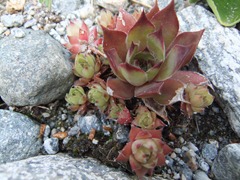 DSCF2254