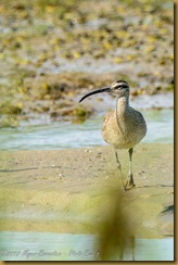 Whimbrel - Numenius phaeopus