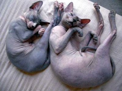 gato-extraterrestre-12.jpg