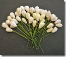 ScrapEmporium_Flores_Tulipa_Marfim_WOC_fs00012 ScrapEmporium_Flores_Tulipa_Marfim_WOC_fs00012