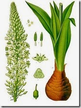 Drimia_maritima Drimia_maritima