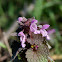 Purple Deadnettle