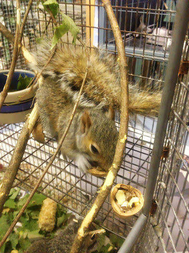 The day that Frances cracked a nut on her own was a big one! This means she is learning the critical skills needed to care for herself in the wild... The day that Frances cracked a nut on her own was a big one! This means she is learning the critical skills needed to care for herself in the wild...