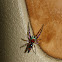 Golden Elegant Jumper
