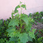 Chenopodium hybridum