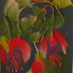 NZ Natives 002.JPG